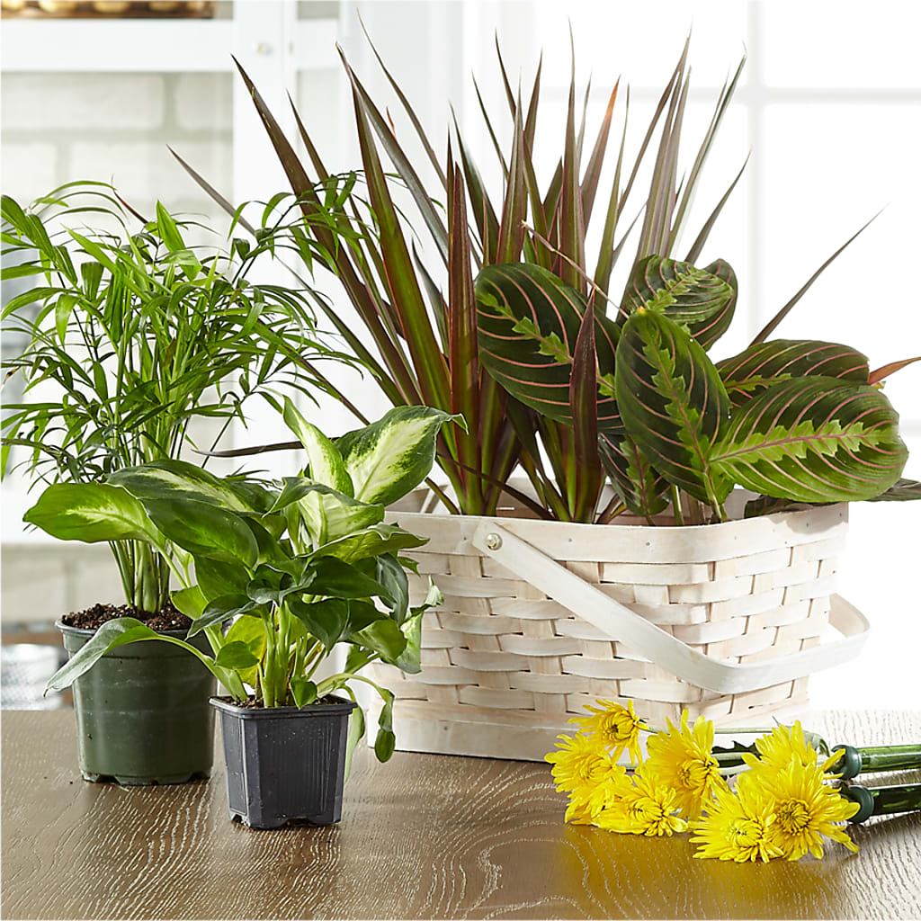 Florist Designed Blooming and Green Plants in a Basket – Still Blooming, Santa Fe TX