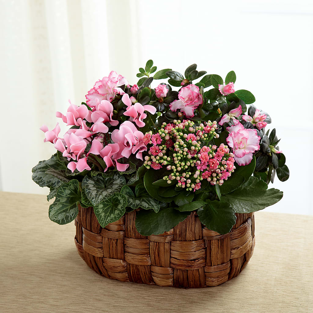 Pink Assortment – Still Blooming, Santa Fe TX