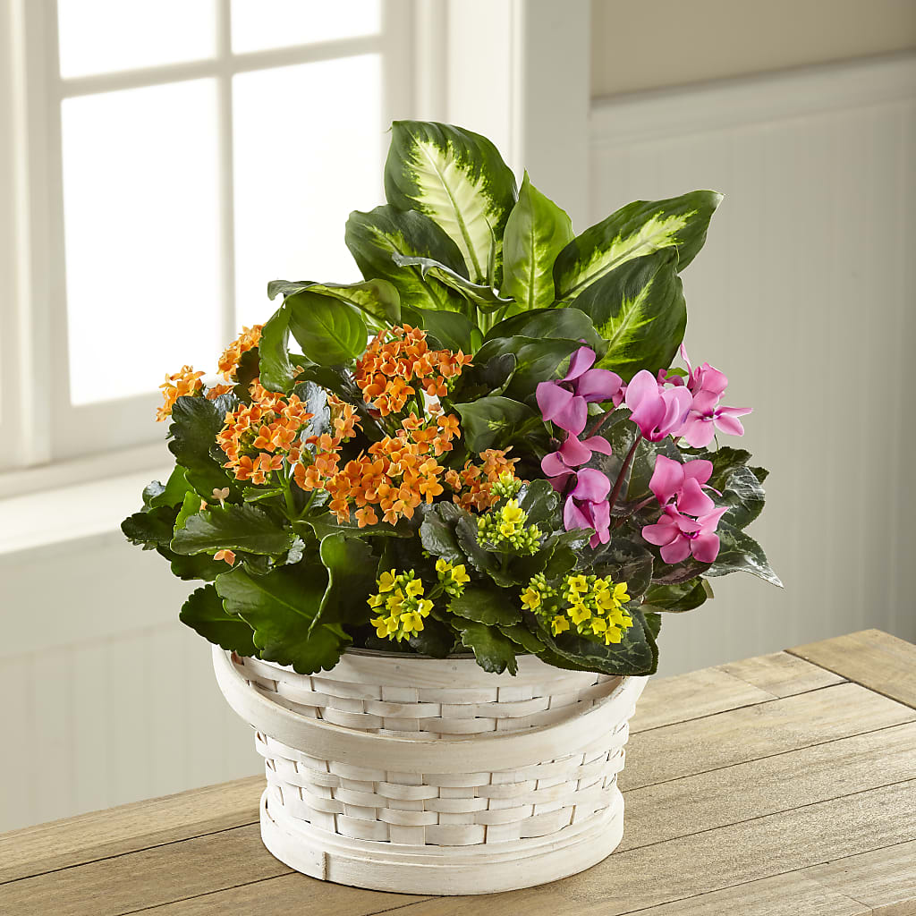 Color Crush Dishgarden – Still Blooming, Santa Fe TX