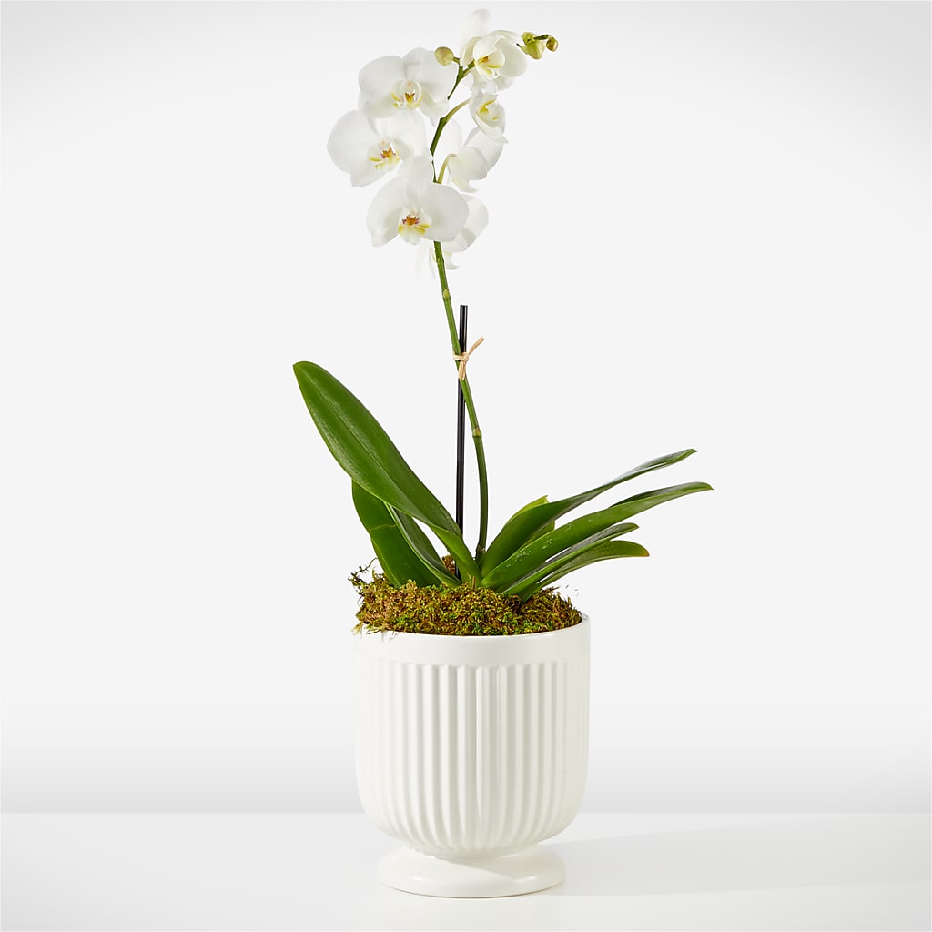 Whispering White Orchid – Still Blooming, Santa Fe TX