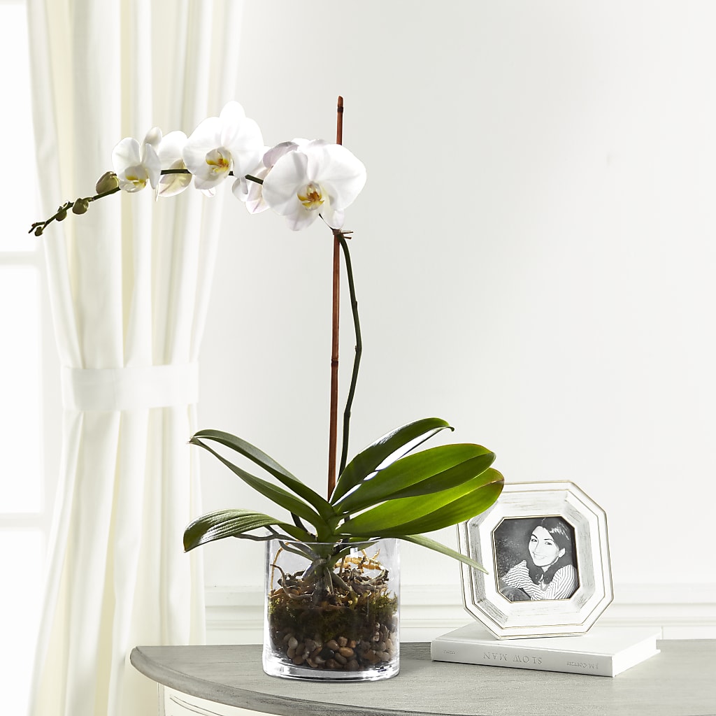 White Orchid Planter – Still Blooming, Santa Fe TX