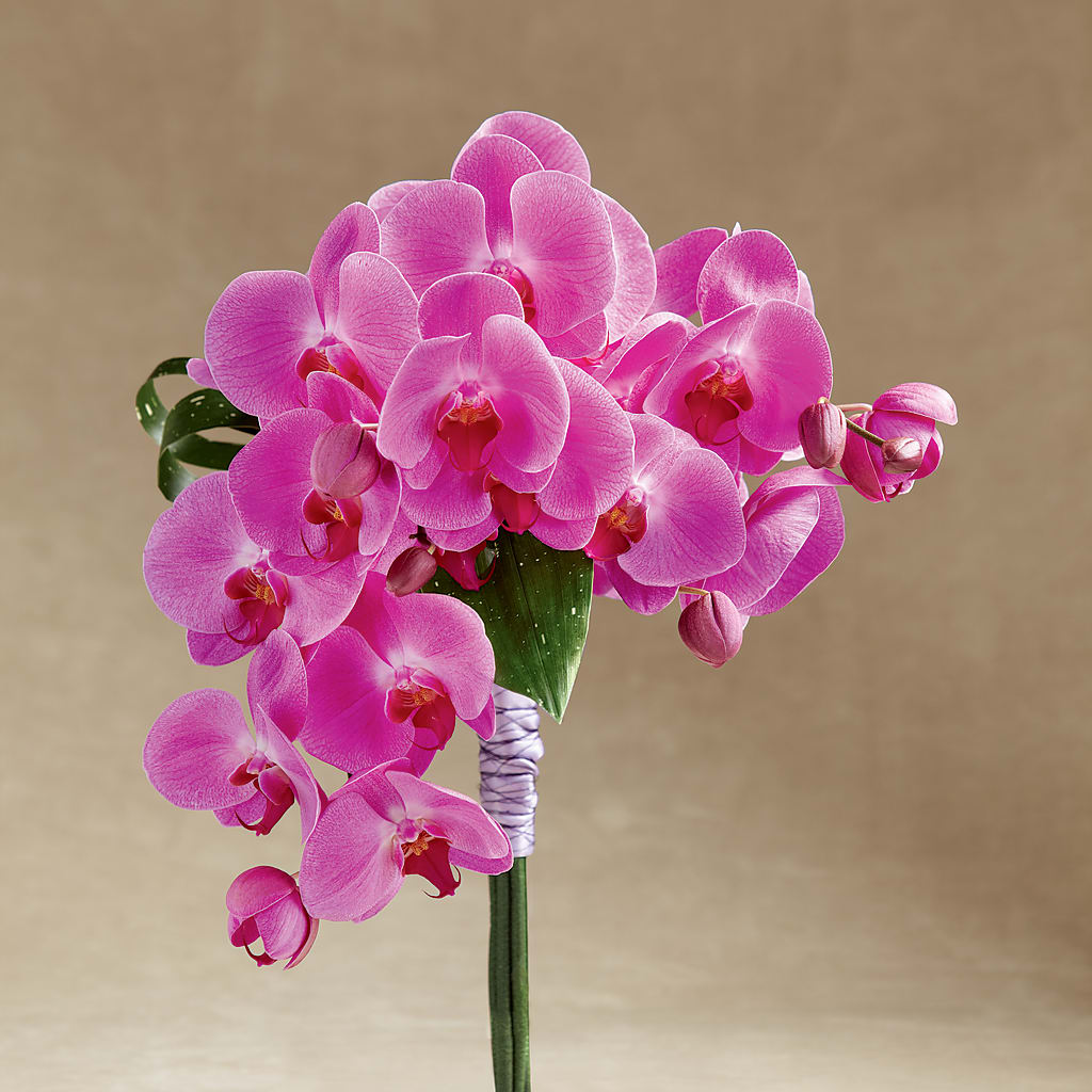 Glorious Bouquet – Still Blooming, Santa Fe TX