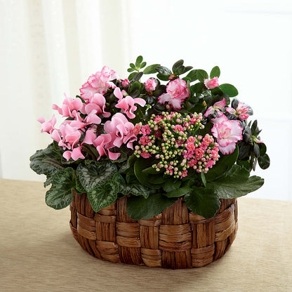 Pink Assortment –  Still Blooming, Santa Fe TX