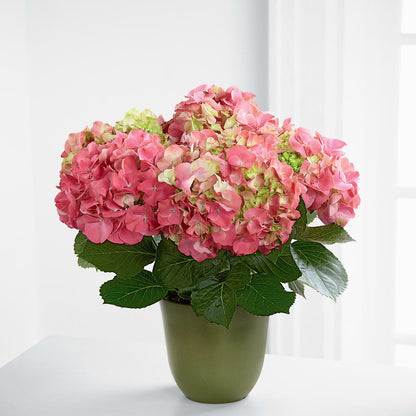 Pink Hydrangea Planter –  Still Blooming, Santa Fe TX