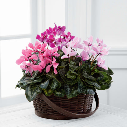 Mixed Cyclamen Planter –  Still Blooming, Santa Fe TX