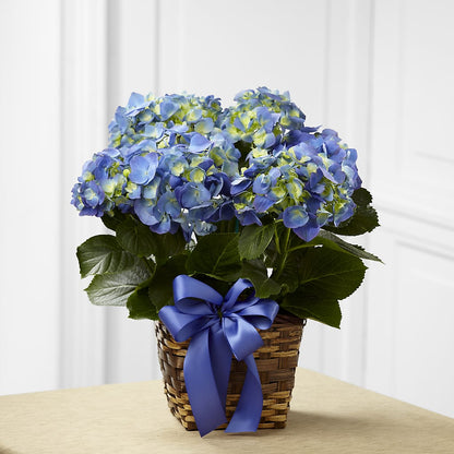Blue Hydrangea Planter –  Still Blooming, Santa Fe TX