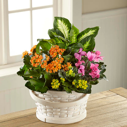 Color Crush Dishgarden –  Still Blooming, Santa Fe TX