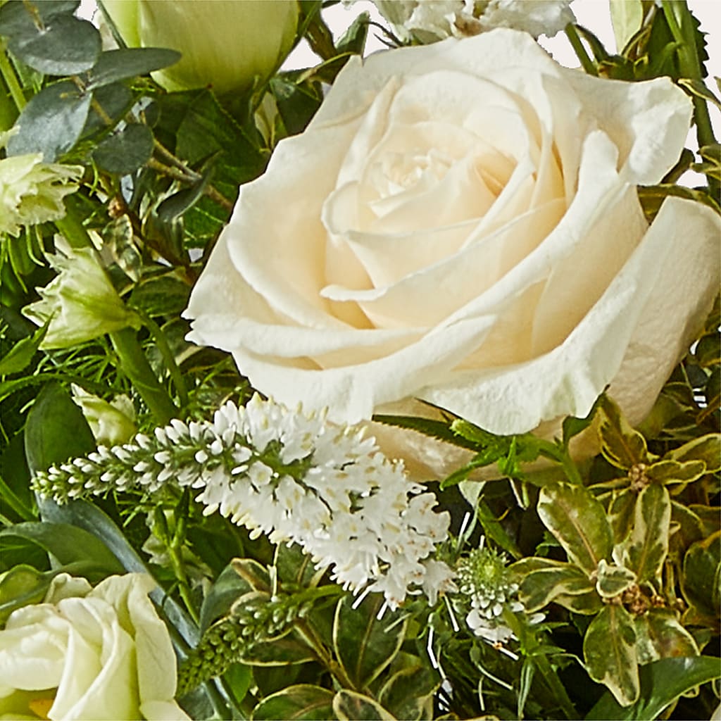 Cashmere Bouquet –  Still Blooming, Santa Fe TX