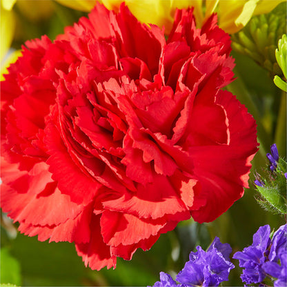 Brighter Days Bouquet –  Still Blooming, Santa Fe TX