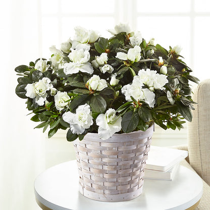 White Azalea Plant –  Still Blooming, Santa Fe TX