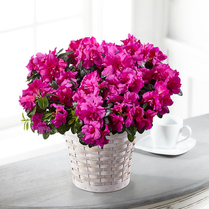 Hope & Serenity Azalea Plant –  Still Blooming, Santa Fe TX