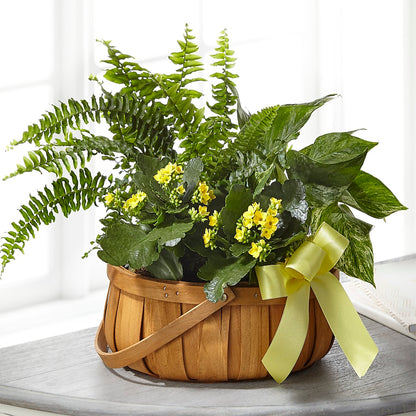 Always Dear Dishgarden –  Still Blooming, Santa Fe TX