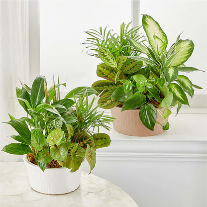 Balance & Harmony Dishgarden –  Still Blooming, Santa Fe TX