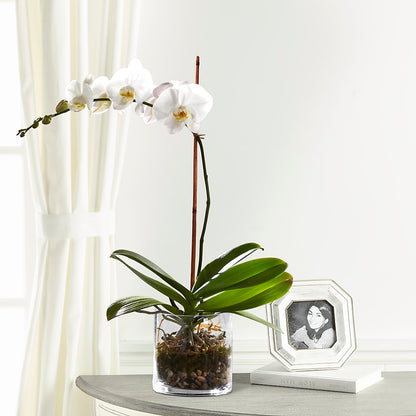 White Orchid Planter –  Still Blooming, Santa Fe TX