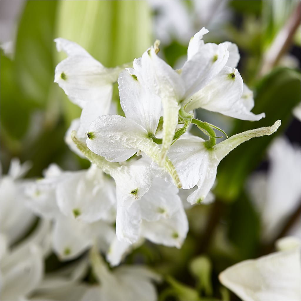 Classic Ivory – A Florist Original –  Still Blooming, Santa Fe TX